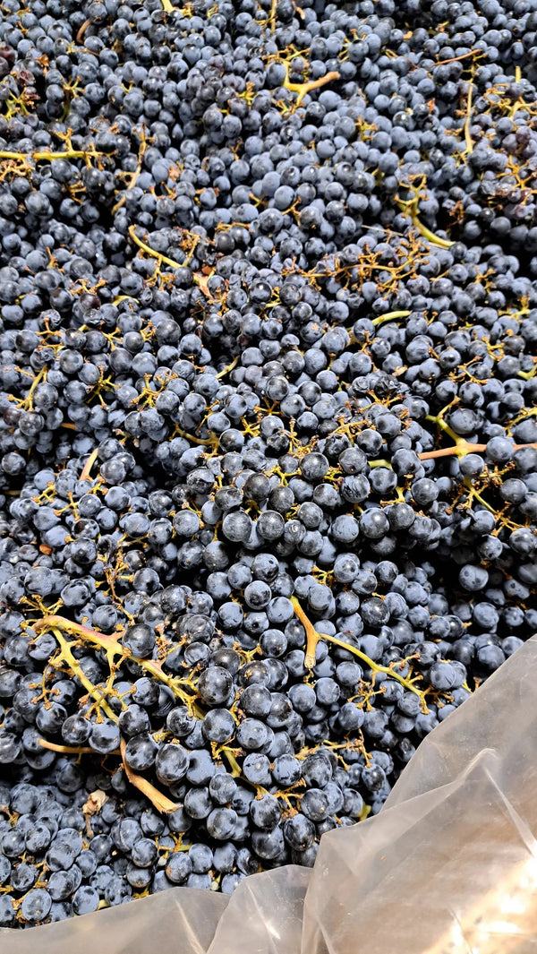 Chicago Wine Report on WCGO | 11.27.2022